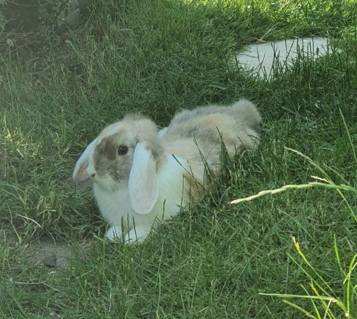 bunny