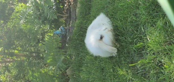 bunny