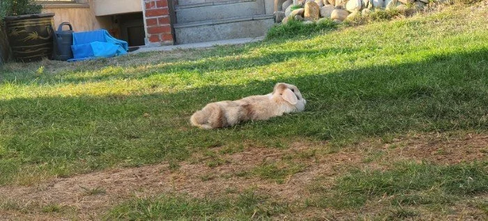 bunny