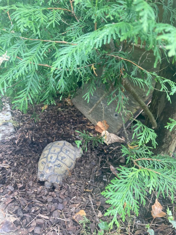 _turtle-digging